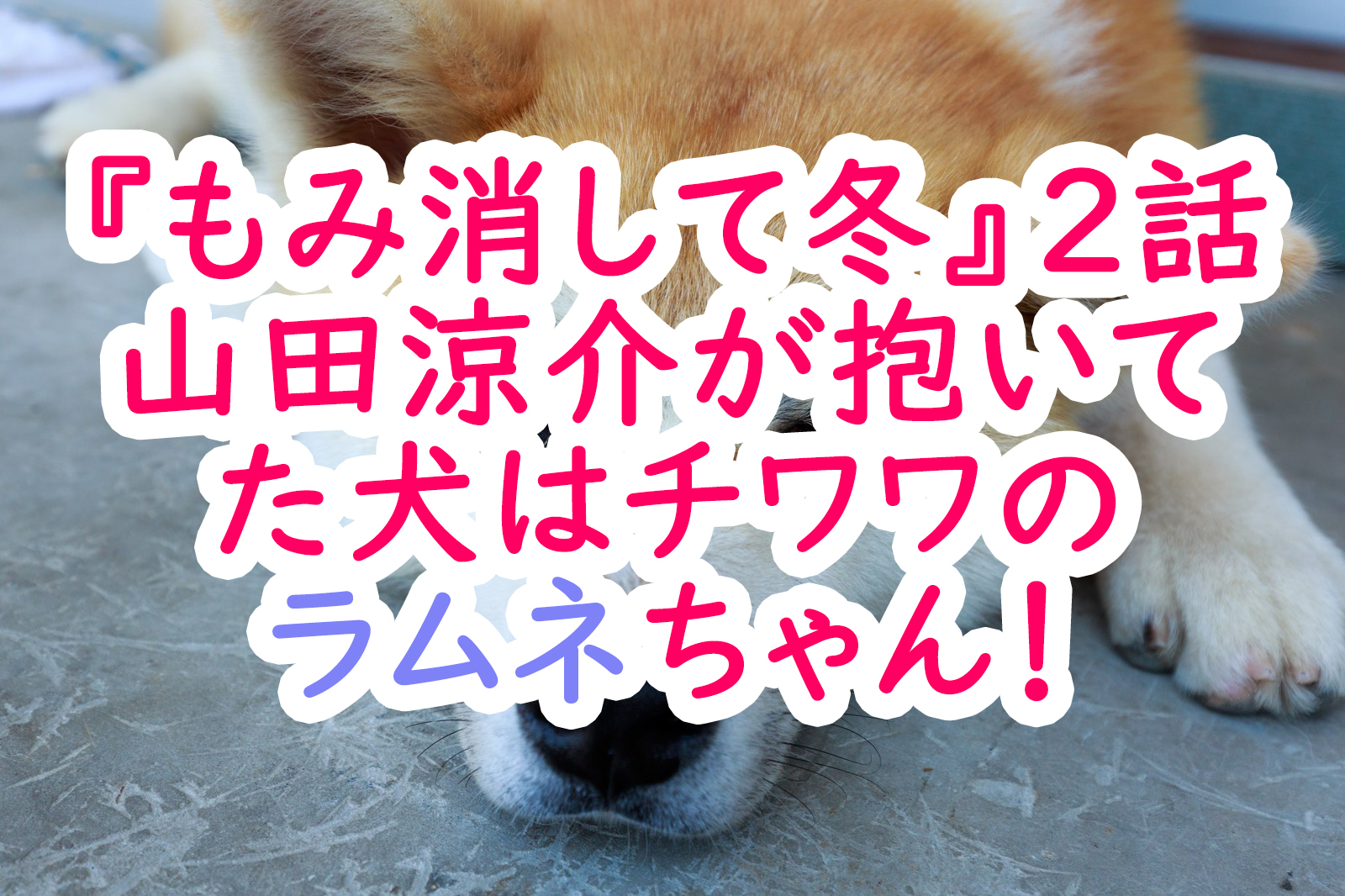 もみ消して冬２話 山田涼介が抱いてた犬はチワワのラムネちゃん うさぎのカクカク情報局